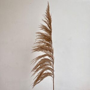 Pampas Grass Sacuara, Natural Light Brown, Dried (Cortaderia) 115cm Plume 80-90cm