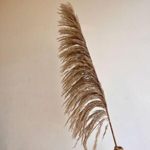 Pampas Grass Sacuara, Natural Light Brown, Dried (Cortaderia) 145cm Plume 100-120cm