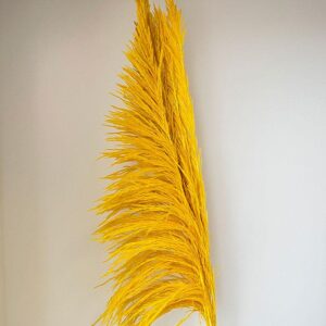 Pampas Grass Sacuara, Yellow, Dried (Cortaderia) 115cm Plume approx 80cm