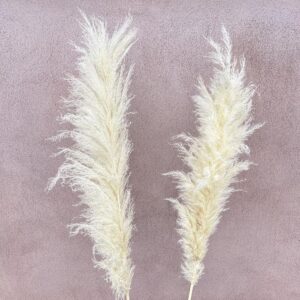 Pampas Grass Hanoi, Bleached Cream, Dried, Extra Fluffy (Cortaderia) 120cm Plume 70-80cm