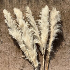 Pampas Grass Hanoi, Off White, Dried, Fluffy (Cortaderia) 80-90cm Plume 70-80cm