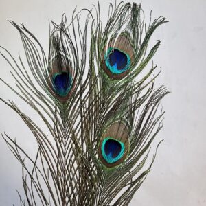 Peacock Feathers, Natural, 75cm