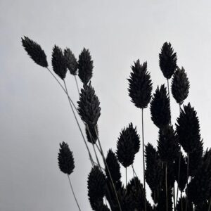 Phalaris, Black, Dried (Canary Grass) 200g 60cm