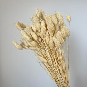 Phalaris, Bleached Creamy White, Dried (Canary Grass) 65-70cm