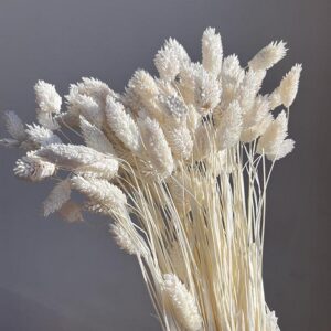 Phalaris, Bleached White, Dried (Canary Grass) 100g 70cm