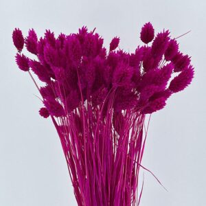 Phalaris, Cerise, Dried (Canary Grass) 100g 70cm