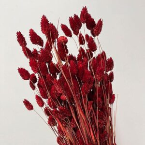 Phalaris, Dark Red, Dried (Canary Grass) 200g 70cm