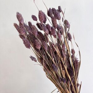 Phalaris, Dusky Mauve, Dried (Canary Grass) 100g 50cm