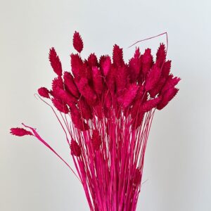 Phalaris, Hot Pink, Dried (Canary Grass) 70cm