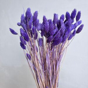 Phalaris, Lavender Lilac, Dried (Canary Grass) 80g 60cm