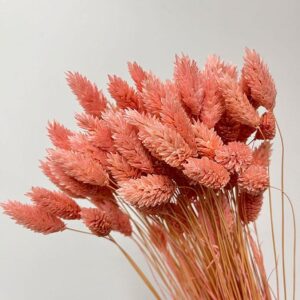 Phalaris, Pale Pink, Dried (Canary Grass) 70cm