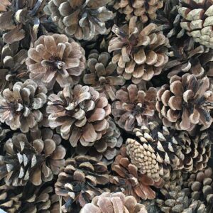 Pine Cones, Dried Natural Brown, 5kg