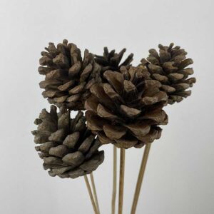 Pine Cone Picks, Natural Brown, Dried, 50cm