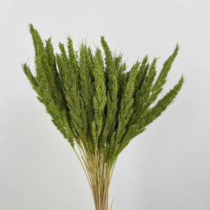Pinion Grass, Green, Dried, 45-50cm