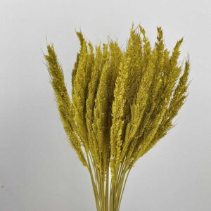 Pinion Grass, Yellow, Dried, 45-50cm