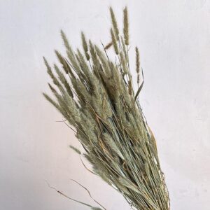 Beard Grass, Natural Pale Green, Dried (Polypogon) approx 40cm