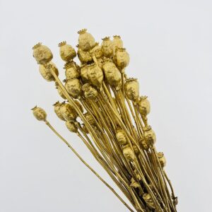 Poppy Seed Pods, Metallic Gold, Dried (Papaver) up to 60cm