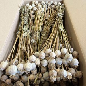 Poppy Seed Pods, Natural, Dried Bunch (Papaver) 50-60cm ~ BOX DEAL