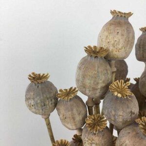 Poppy Seed Pods, Natural, Dried Bunch (Papaver) 50-60cm