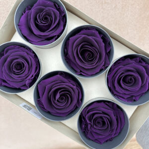 Roses, Purple, Preserved, x6 blooms, 5cm (Verdissimo®)