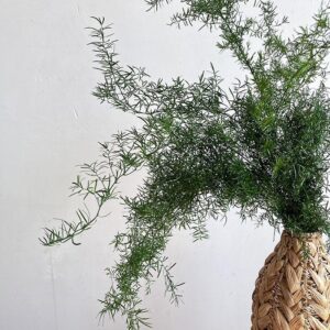 Emerald Ferns, Dark Green, Preserved (Asparagus Sprengeri) 50-70cm