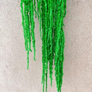 Amaranthus caudatus, Bright Green, Preserved (Cascading) up to 110cm