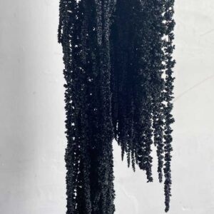 Amaranthus caudatus, Black, Preserved (Cascading) up to 110cm