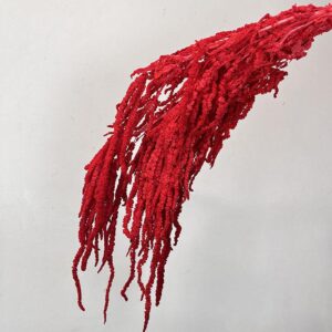 Amaranthus caudatus, Red, Preserved (Cascading) up to 70cm