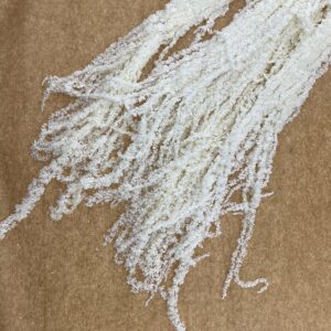 Amaranthus caudatus, Bleached White, Preserved (Cascading) up to 110cm