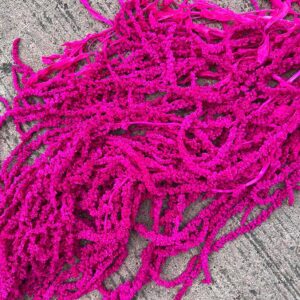 Amaranthus caudatus, Cerise, Preserved (Cascading) up to 80cm