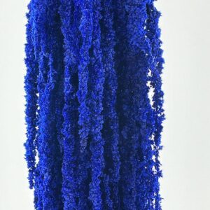 Amaranthus caudatus, Cobalt Blue, Preserved (Cascading) up to 110cm