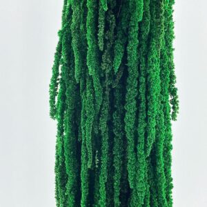Amaranthus caudatus, Green, Preserved (Cascading) up to 110cm