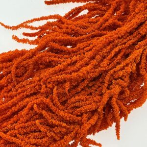 Amaranthus caudatus, Deep Terracotta Orange, Preserved (Cascading) up to 110cm