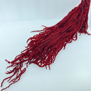 Amaranthus caudatus, Dark Red, Preserved (Cascading) up to 110cm