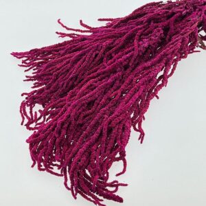 Amaranthus caudatus, Deep Magenta Pink, Preserved (Cascading) up to 110cm