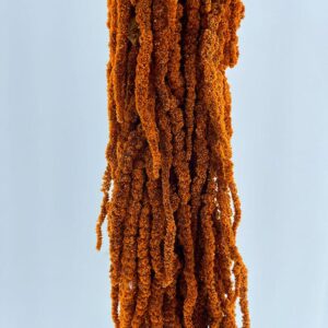 Amaranthus caudatus, Terrracotta Orange, Preserved (Cascading) up to 110cm