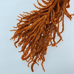 Amaranthus caudatus, Deep Orange, Preserved (Cascading) up to 110cm