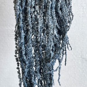 Amaranthus caudatus, Dusky Blue, Preserved (Cascading) up to 110cm