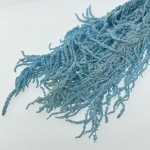 Amaranthus caudatus, Pale Blue, Preserved (Cascading) up to 110cm