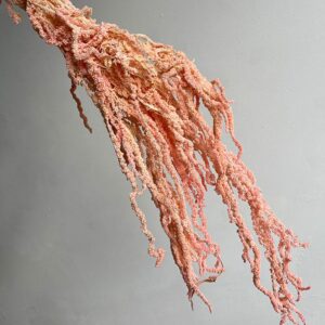 Amaranthus caudatus, Pale Pink, Preserved (Cascading) up to 70cm