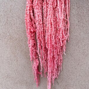 Amaranthus caudatus, Pink, Preserved (Cascading) up to 110cm