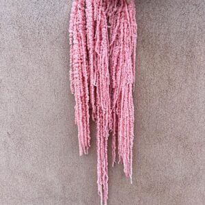 Amaranthus caudatus, Pale Pink, Preserved (Cascading) up to 110cm