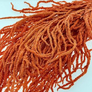 Amaranthus caudatus, Salmon, Preserved (Cascading) up to 110cm