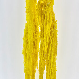 Amaranthus caudatus, Yellow, Preserved (Cascading) up to 110cm