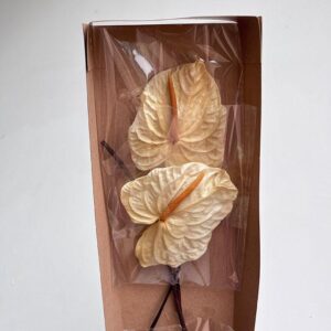 Anthurium, Ivory, Preserved (Earth Matters®) 30cm