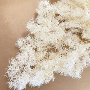 Ming Ferns, White, Preserved (Asparagus Myriocladus) 60cm