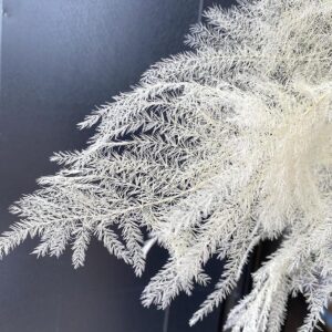 Asparagus seta, Preserved, Bleached Creamy White (Cascading Lace Ferns) 15-20cm Earth Matters®