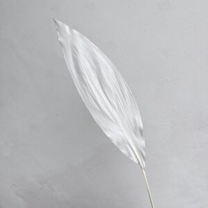 Aspidistra Leaves, White, Preserved (Earth Matters®) 60-65cm