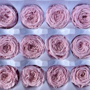 Peony Roses, Pale Pink, Preserved, x21 blooms, 2.5-3cm (Every Love®)