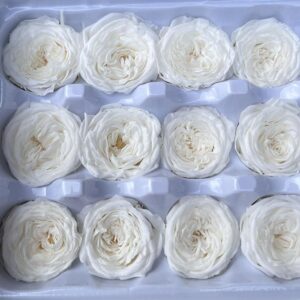 Peony Roses, White, Preserved, x21 blooms, 3cm (Every Love®)
